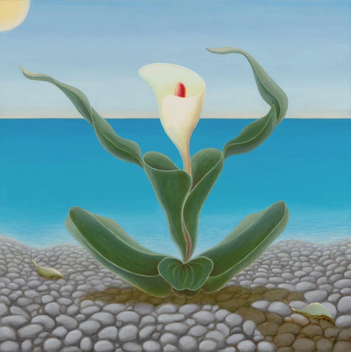 Lys de Calla sur Côte d'Azur